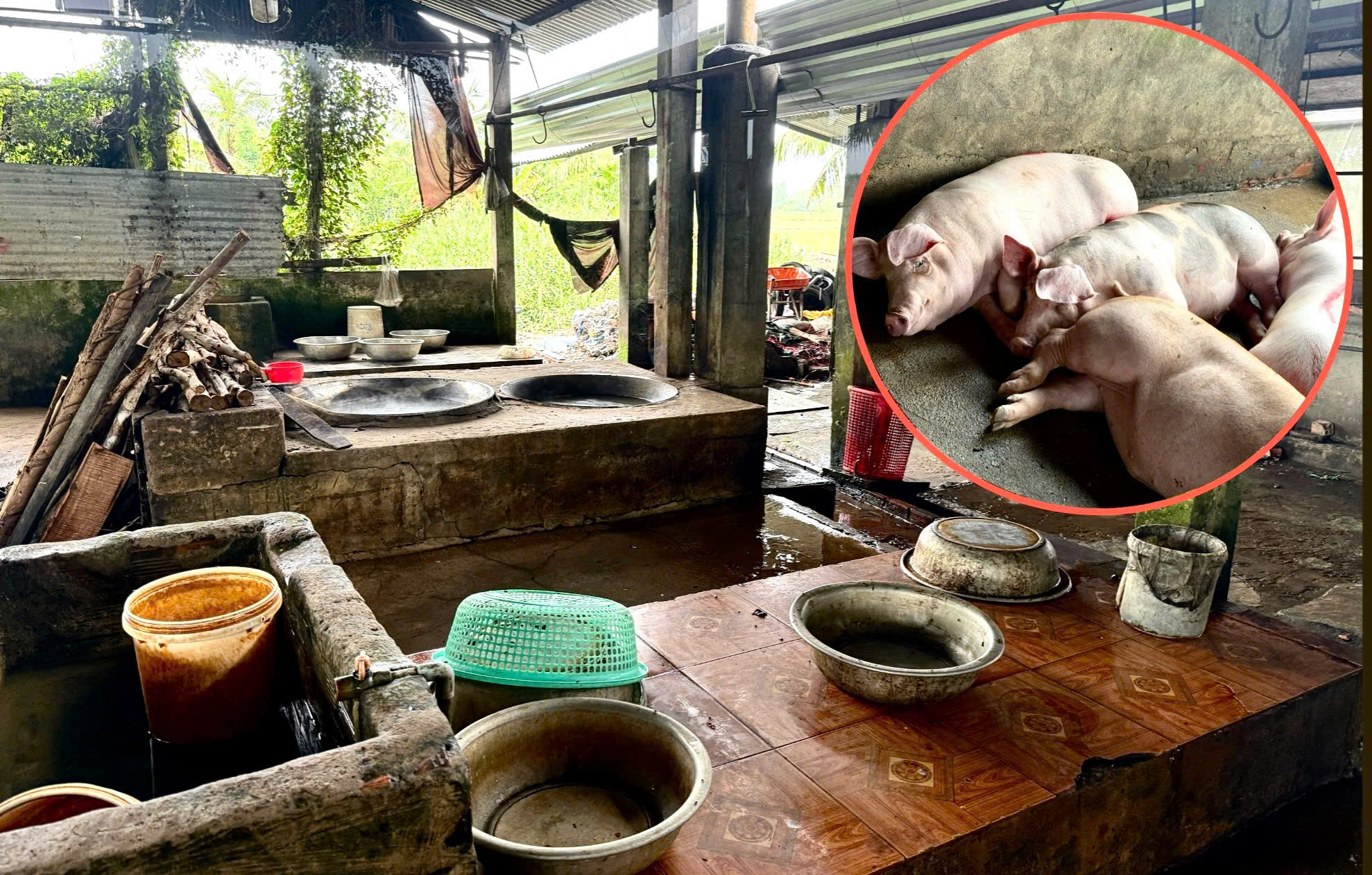 Bên trong nơi giết mổ heo gia công cho C.P. Việt Nam tại Sóc Trăng