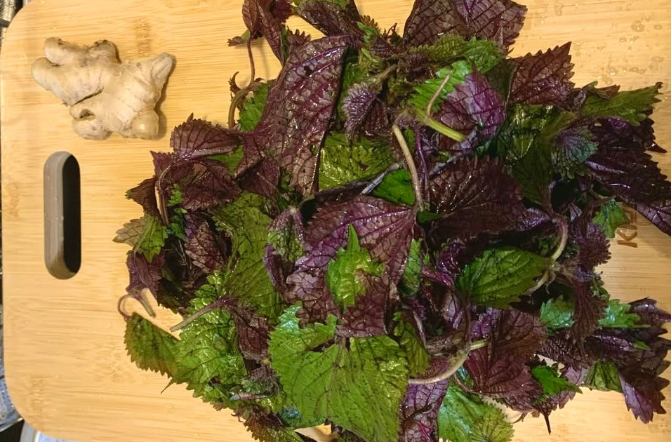 Bài thuốc từ lá tía tô kết hợp gừng tươi