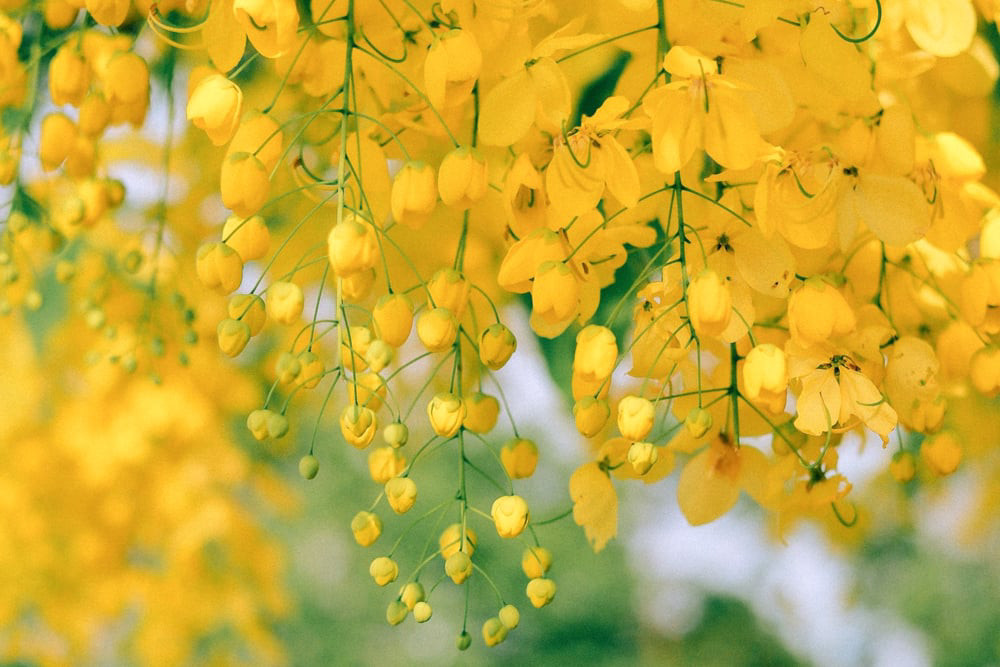 Hoa muồng hoàng yến khoe sắc vàng rực rỡ ven Hồ Tây