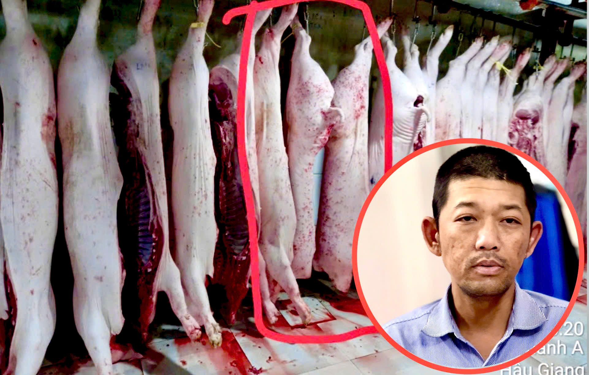 Vụ C.P. Việt Nam: Người tố tung thêm hình ảnh heo 'bất thường' ở lò mổ