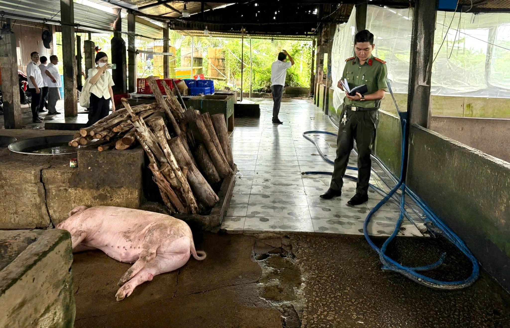 Kết quả kiểm tra lò mổ heo gia công cho các cửa hàng C.P ở Sóc Trăng