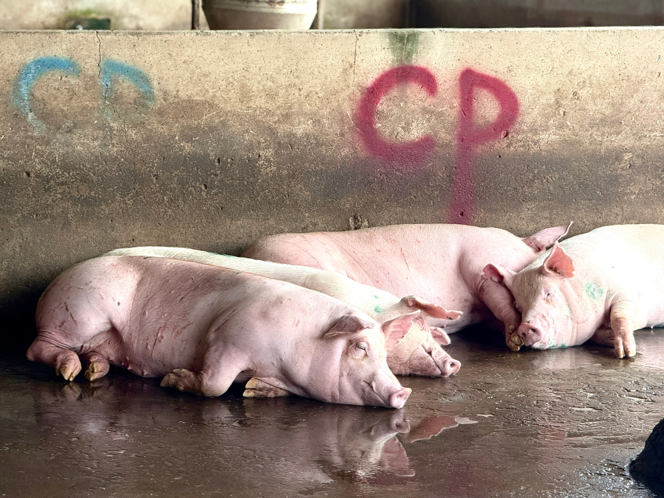 Lò mổ heo gia công cho C.P ở Hậu Giang không đăng ký kiểm dịch xuất đi Sóc Trăng