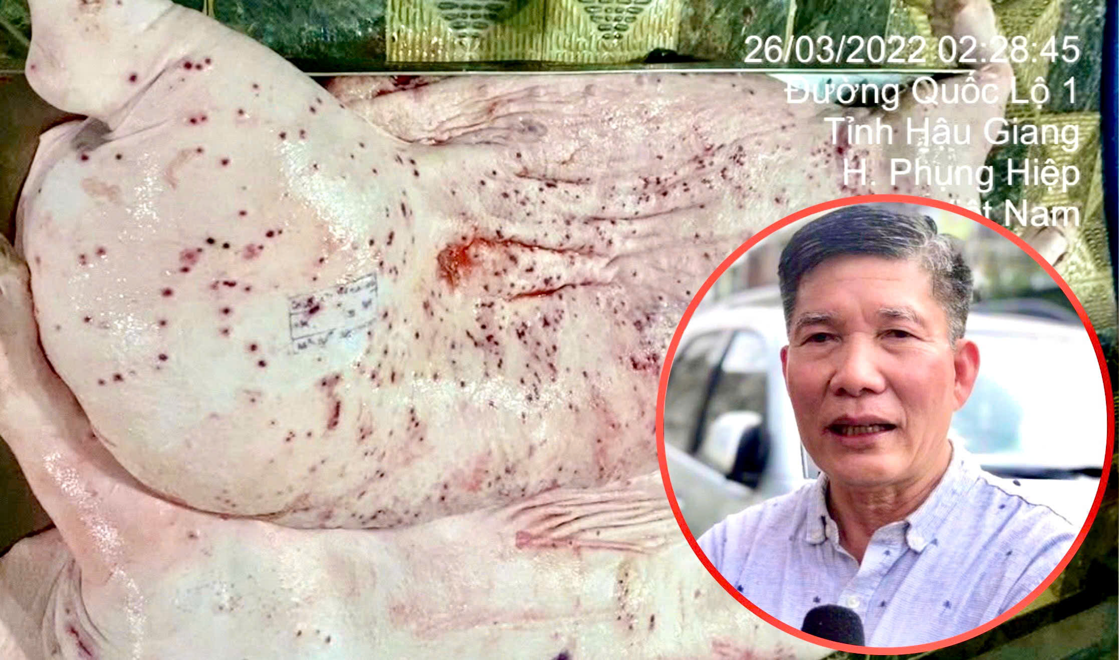 Chuyên gia: Phát hiện heo bệnh phải tiêu hủy cả đàn chứ không phải 1 con