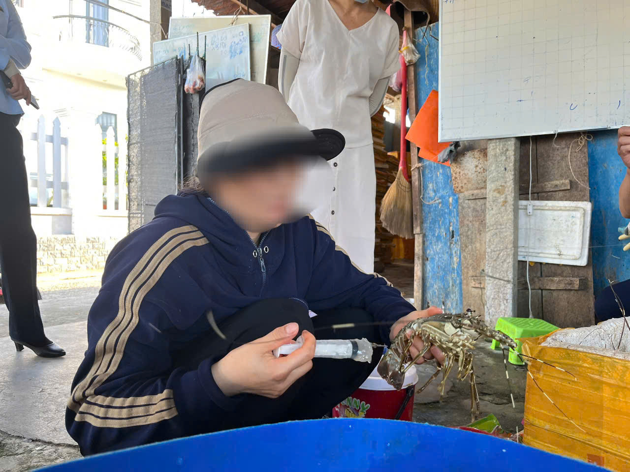 Một cơ sở ở Phú Yên thu mua tôm hùm chết, bơm tạp chất giữ tươi rồi đem bán