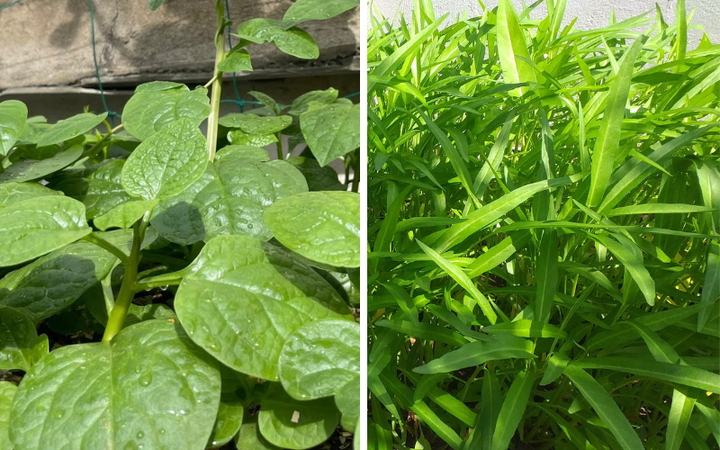 Chuyên gia mách bạn 4 loại rau mùa hè ít 'ngậm' hóa chất nhất