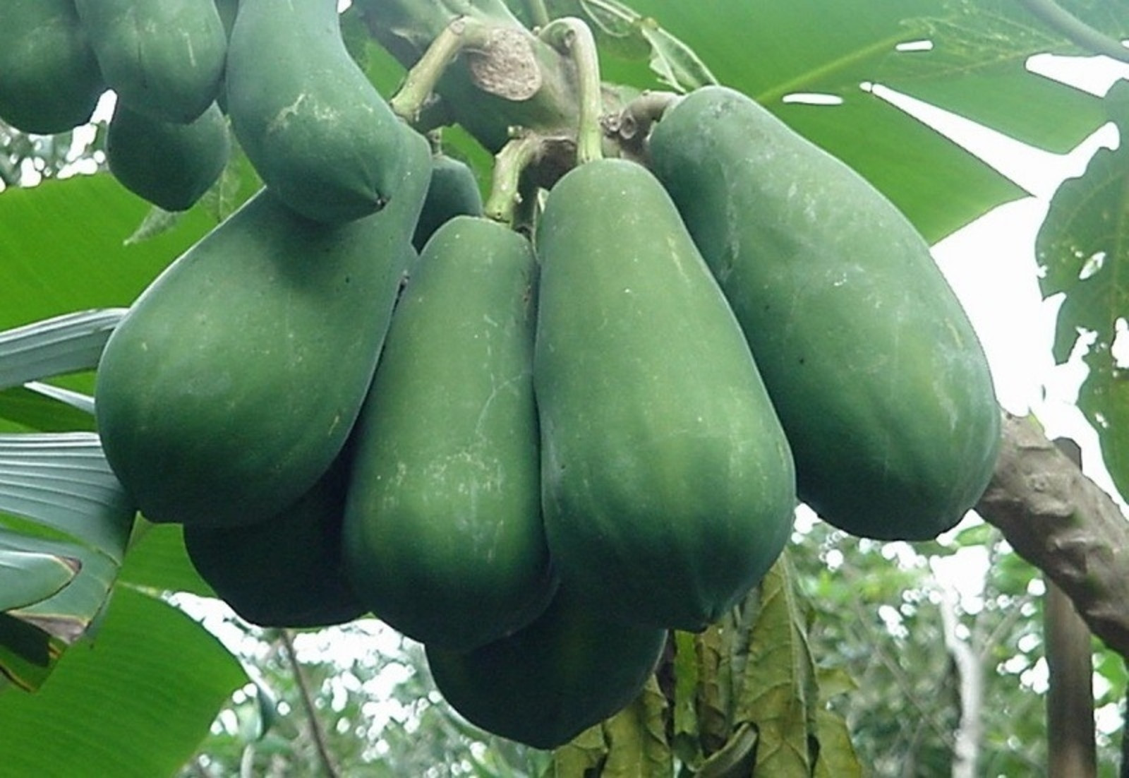 Đu đủ xanh có công dụng gì?