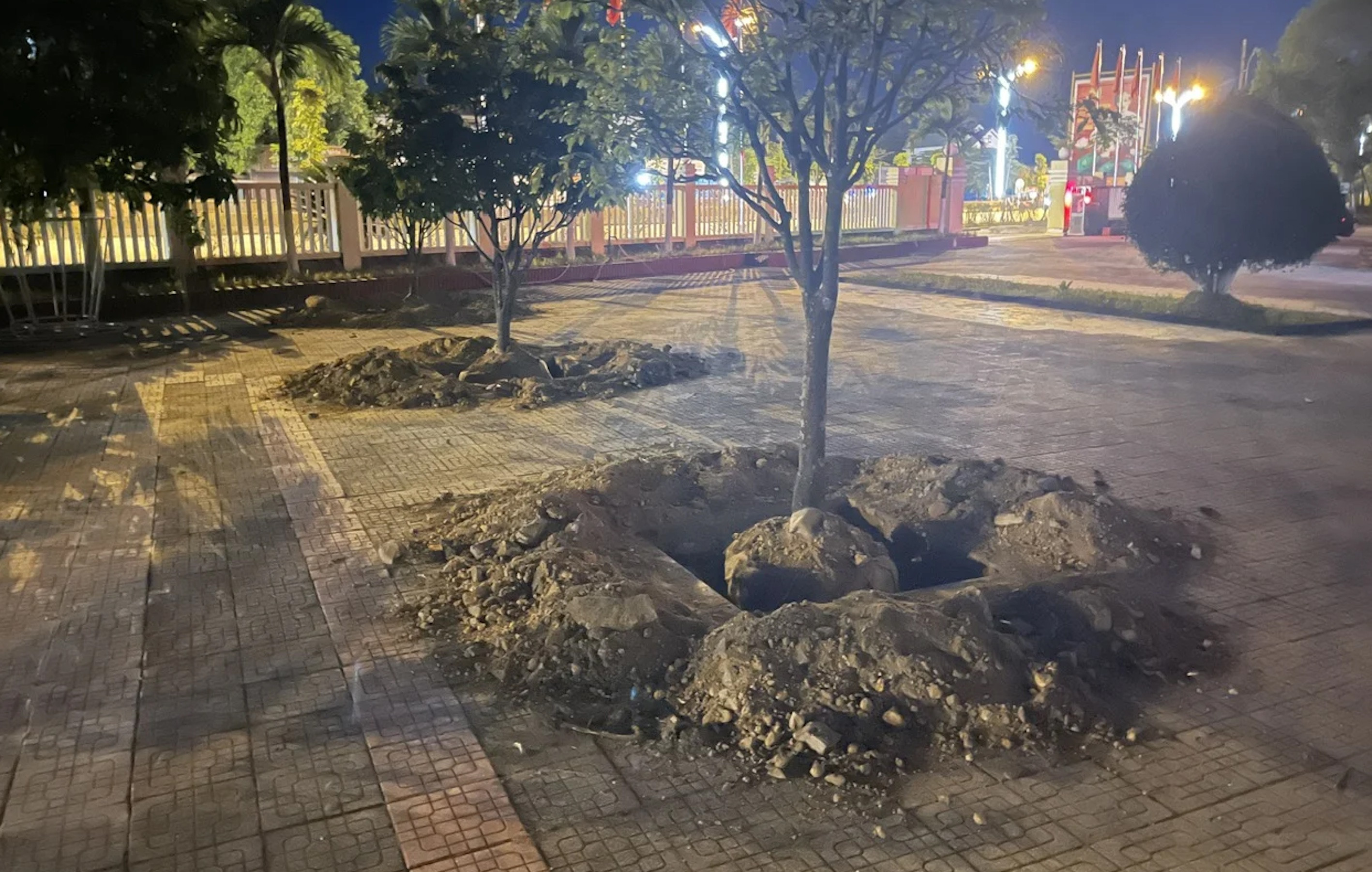 Vì sao nhiều cây hoàng mai ở Huế bị bới lên rồi trồng lại trước khi bàn giao trụ sở?