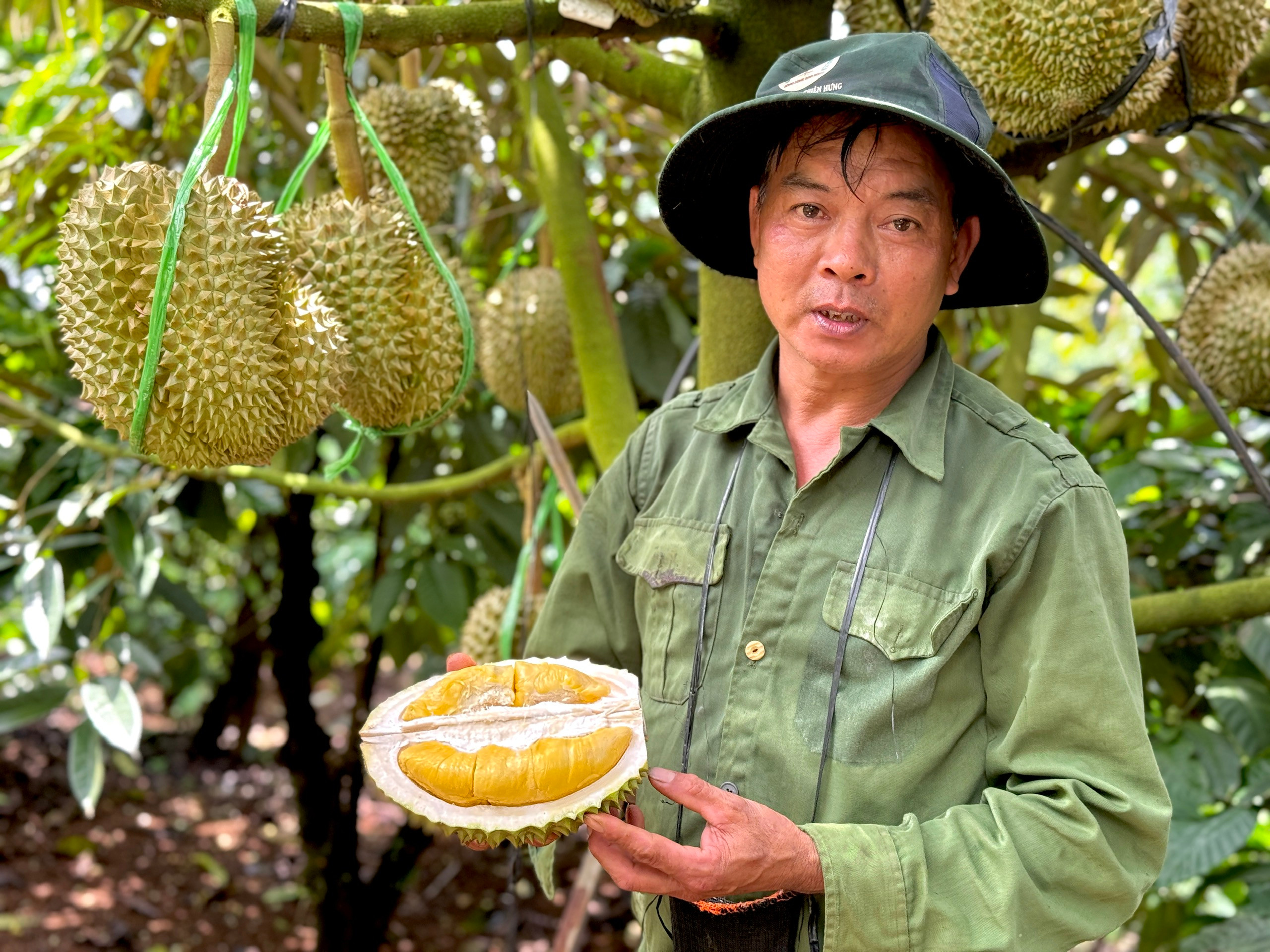 Sầu riêng sượng nước, nông dân bất lực nhìn giá rớt thảm 