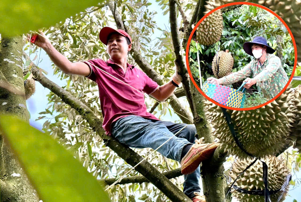 Nghề kiếm chục triệu mỗi ngày từ cây sầu riêng