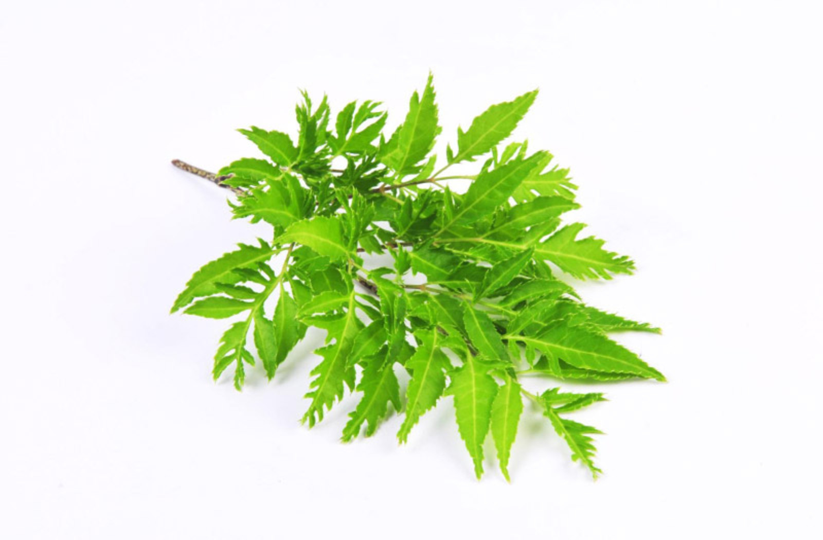 Có nên uống nước lá đinh lăng mỗi ngày?