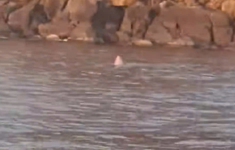 Cá voi xuất hiện săn mồi tại vùng biển Đắk Lắk