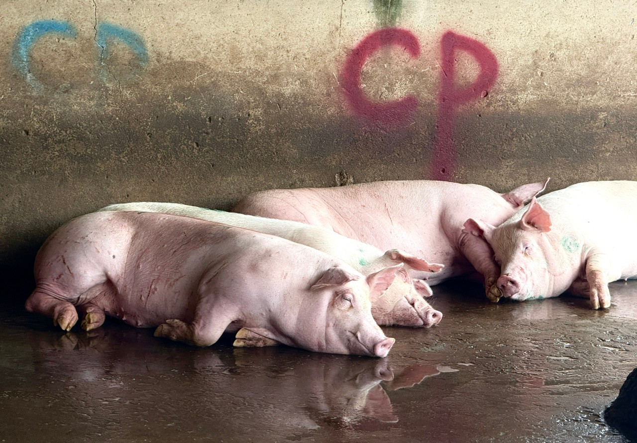 C.P. Việt Nam công bố kết quả kiểm tra của công an vụ bị tố 'bán thịt heo bẩn'