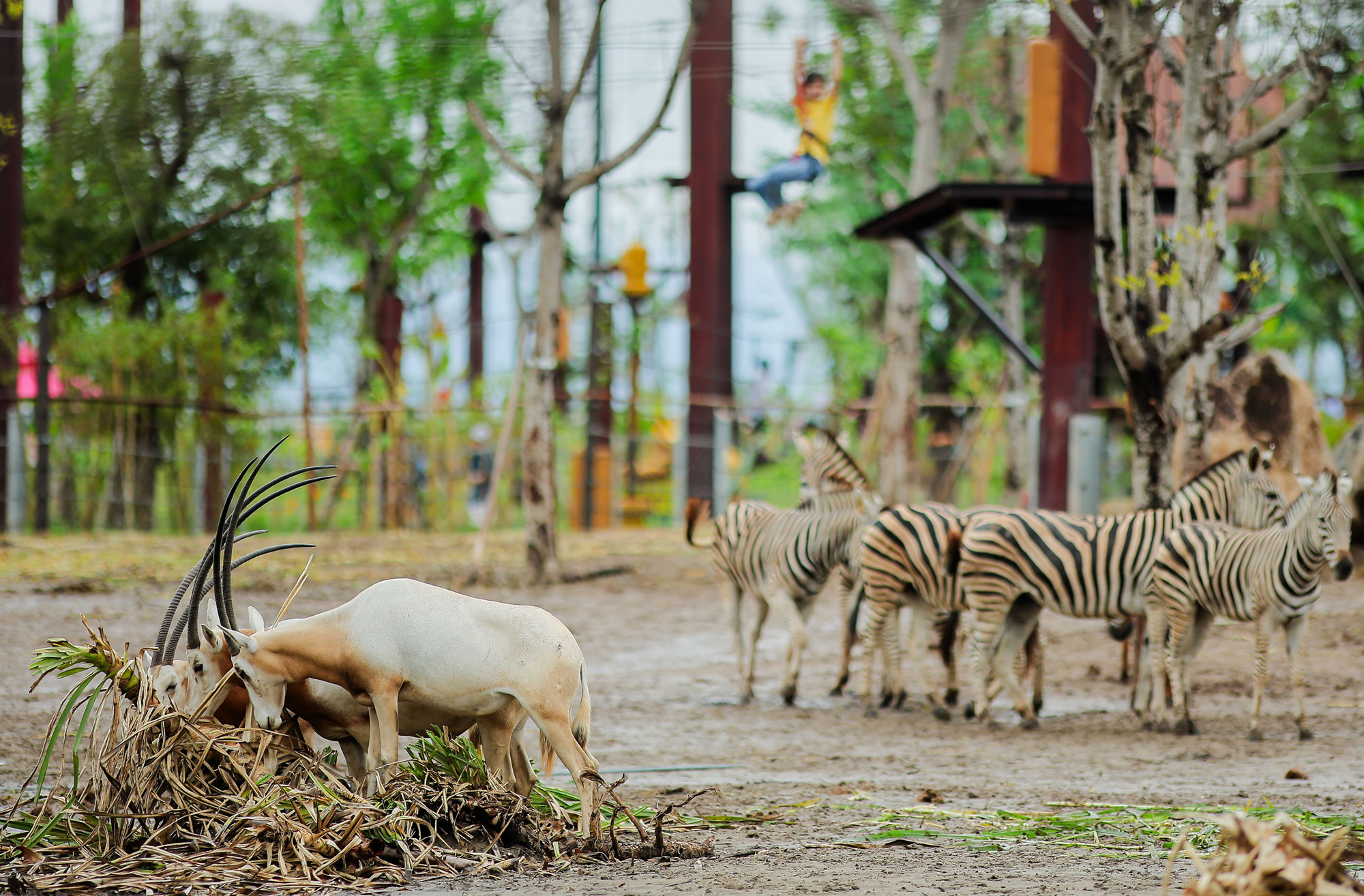 Khám phá công viên giải trí và vườn thú lớn nhất miền Bắc tại Hải Phòng