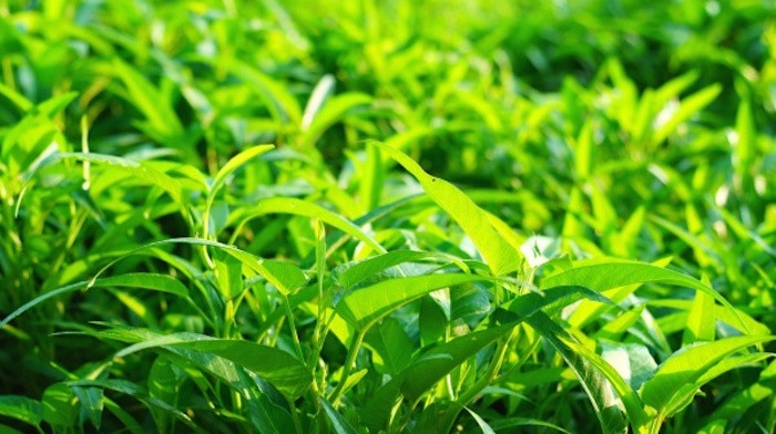 Rau nhiễm chì và kim loại năng, làm sao để nhận biết và loại bỏ?