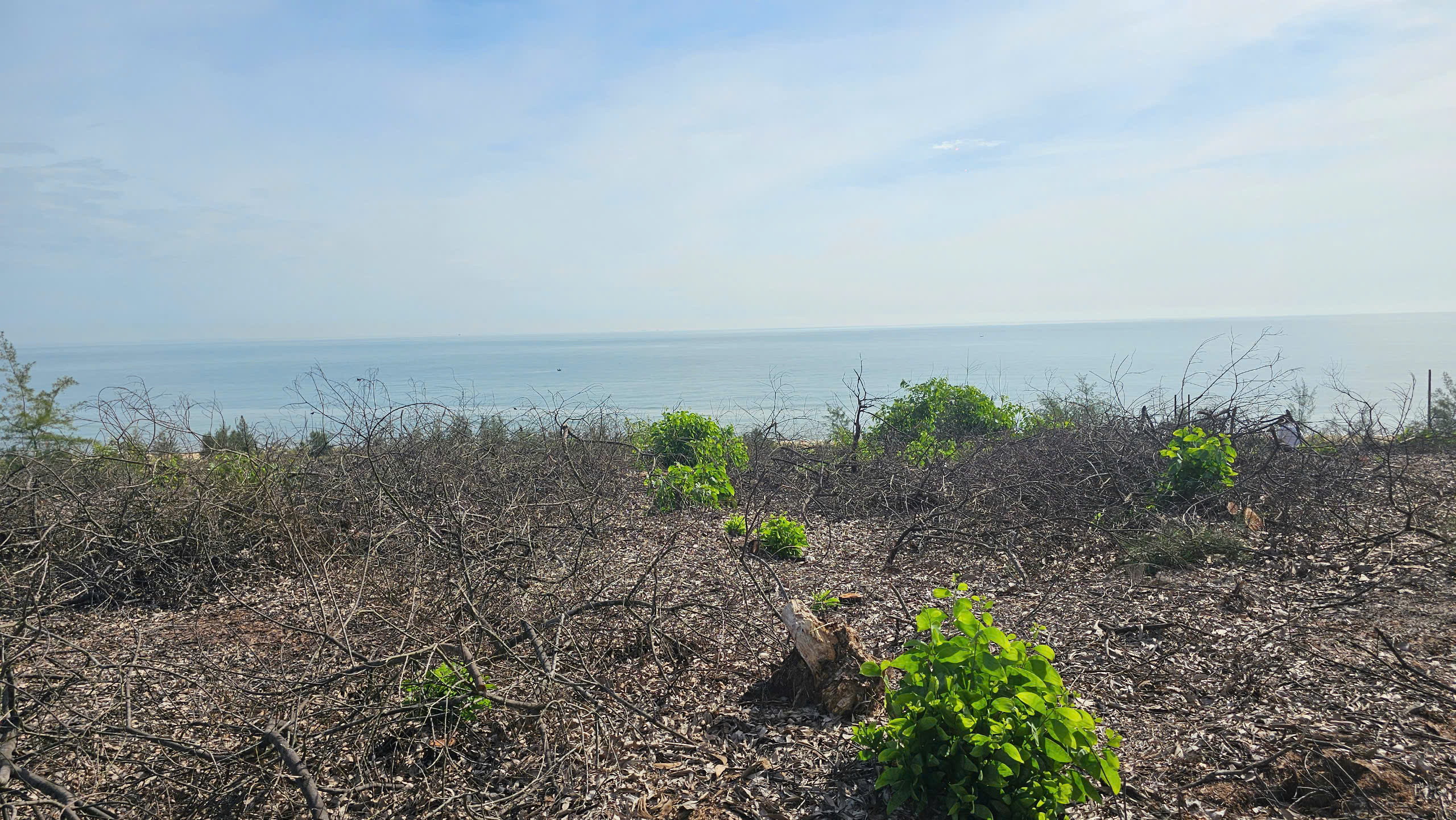 Điều tra việc xã bán trái phép 2,5 ha rừng phòng hộ ven biển trước ngày hợp nhất