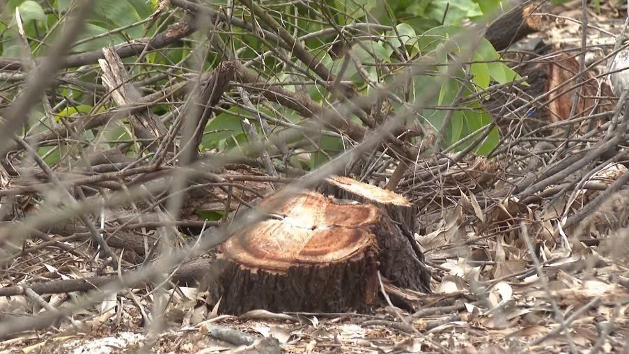 Xã bán trái phép rừng phòng hộ ven biển trước hợp nhất: Huế báo cáo Thủ tướng