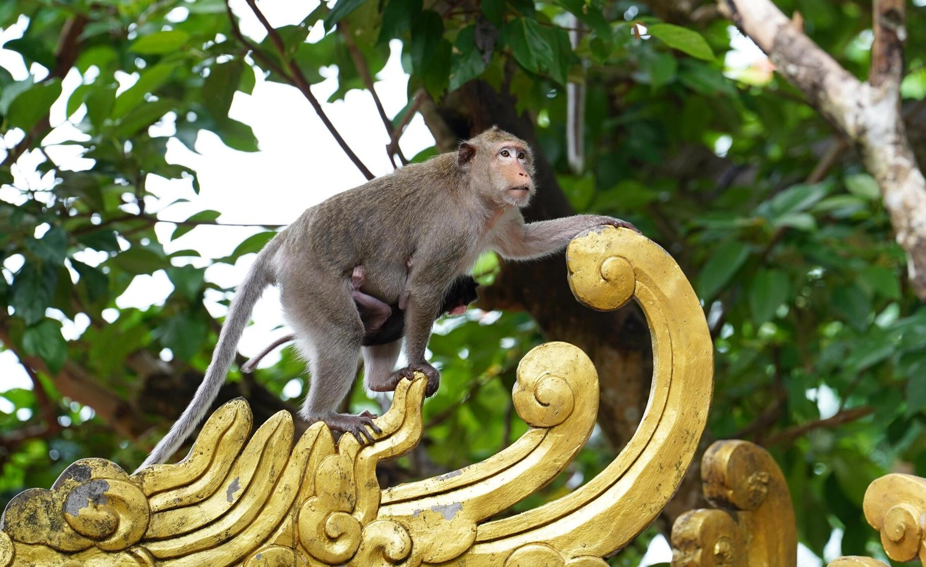 Ngôi chùa độc đáo trên núi ở TP.HCM, nơi bầy khỉ hoang nương náu