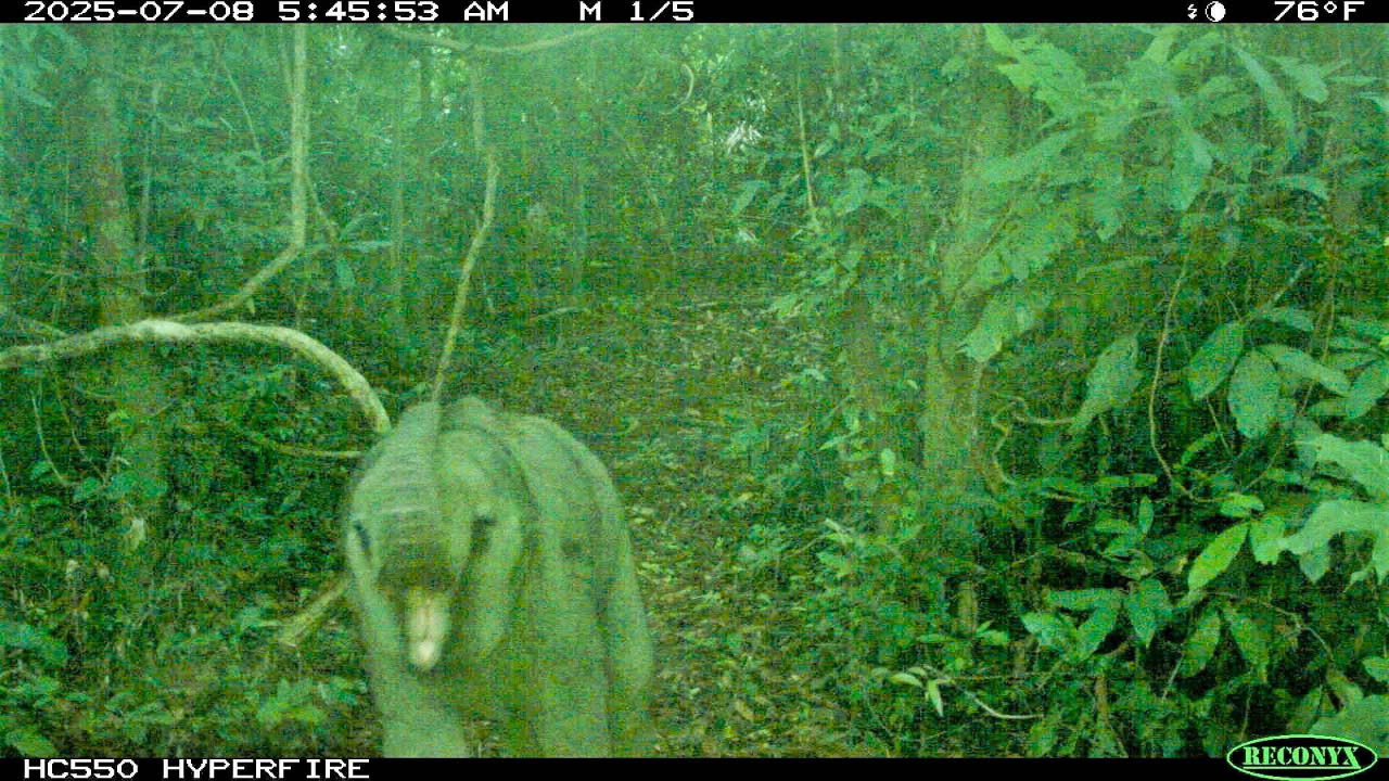 Phát hiện voi con mới sinh trong rừng đặc dụng ở Đà Nẵng