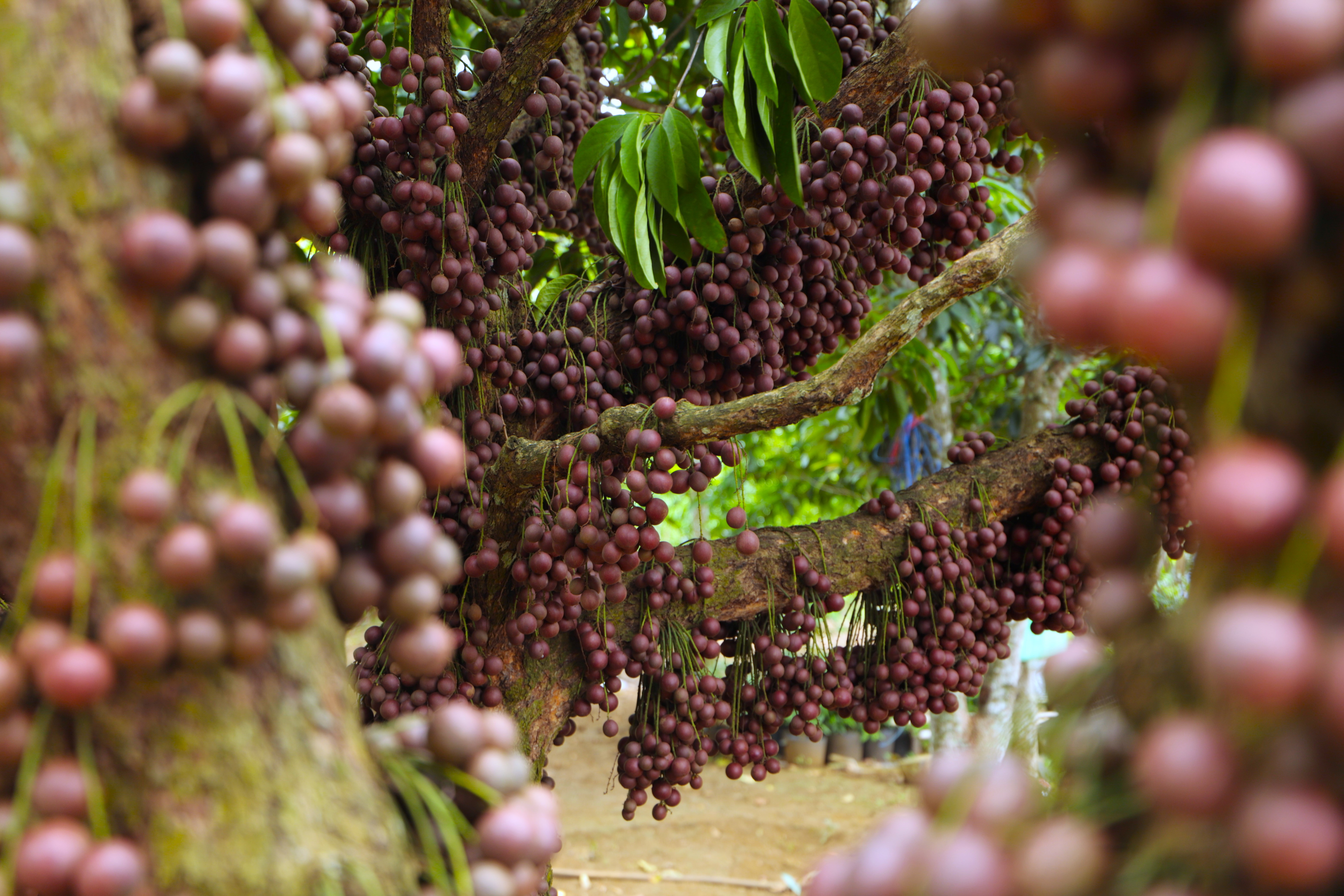 Ngắm loại quả đỏ rực, chi chít từ gốc đến ngọn cây tại cao nguyên Vân Hòa