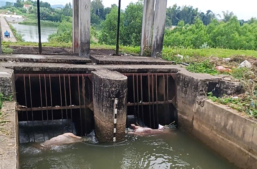 Xác lợn nổi trên kênh ở Quảng Ngãi giữa thời điểm dịch tả lợn châu Phi bùng phát