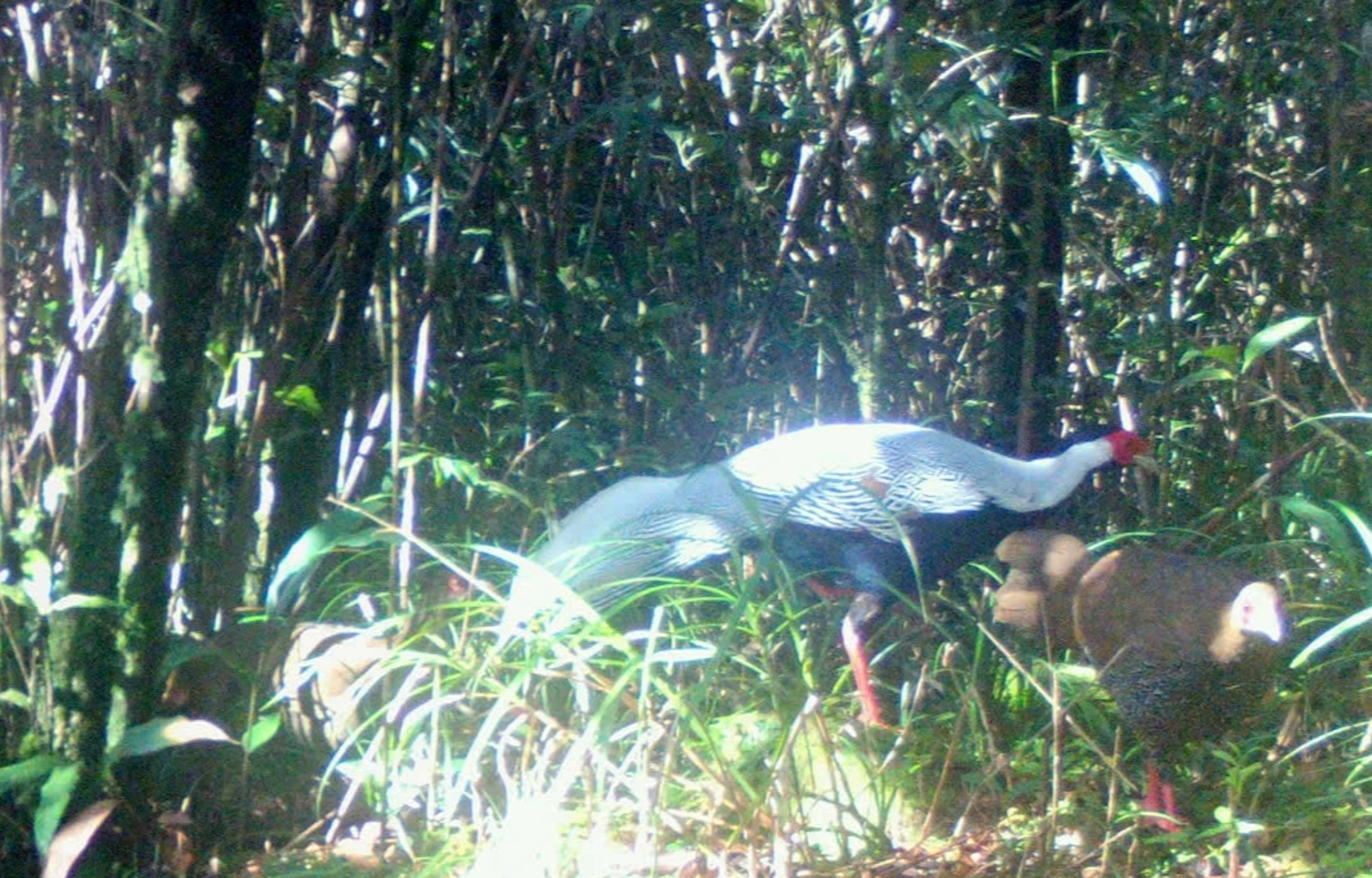 Bẫy ảnh, phát hiện nhiều gà lôi trắng trong rừng đặc dụng ở Quảng Trị