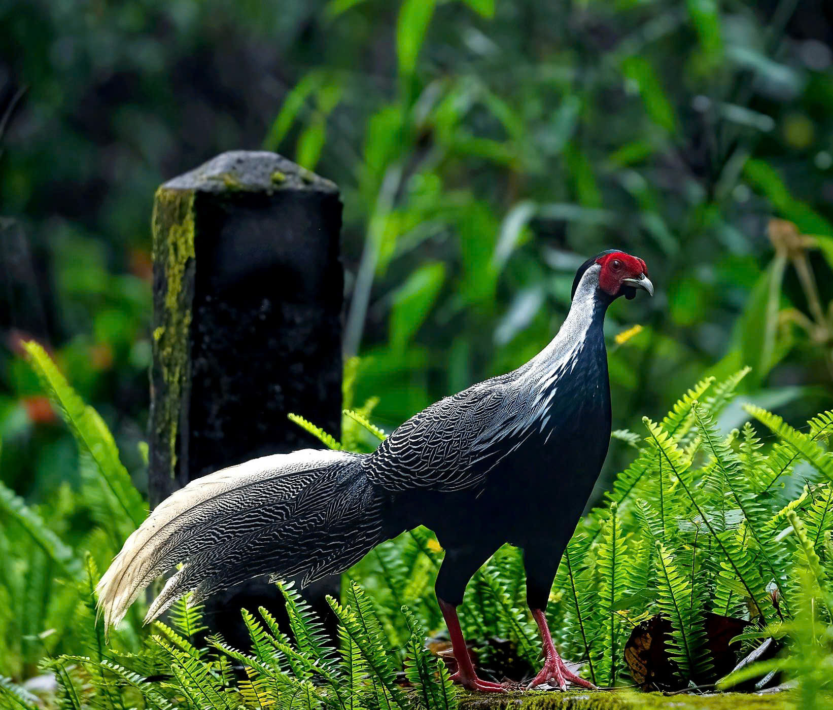 Giật mình động vật hoang dã rao bán đầy cõi mạng, chế biến thành cao, món ăn
