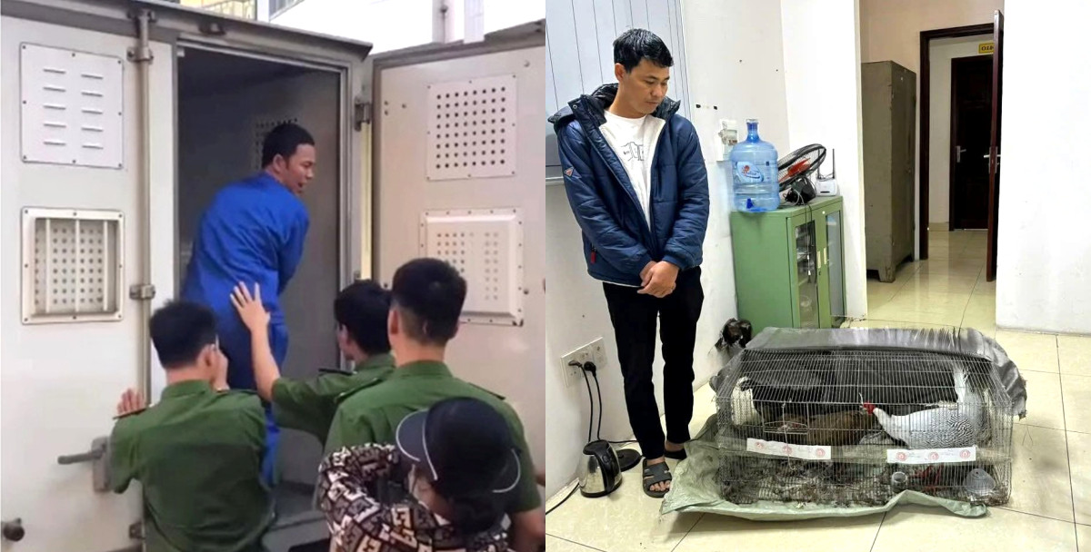 Toàn cảnh vụ án 6 năm tù vì bán 'Gà lôi trắng' khiến dư luận xôn xao