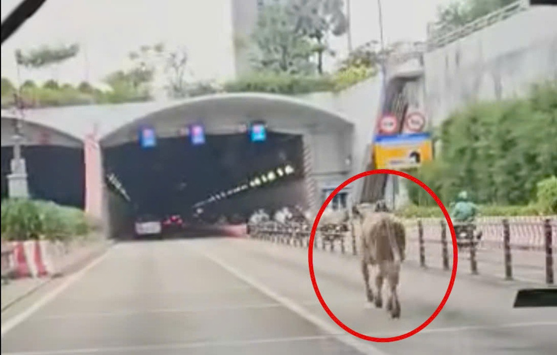 Bò chạy vào đường hầm sông Sài Gòn