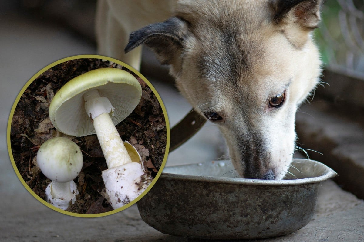 Cho chó thử độc rồi yên tâm ăn nấm dại, cả gia đình bị ngộ độc 