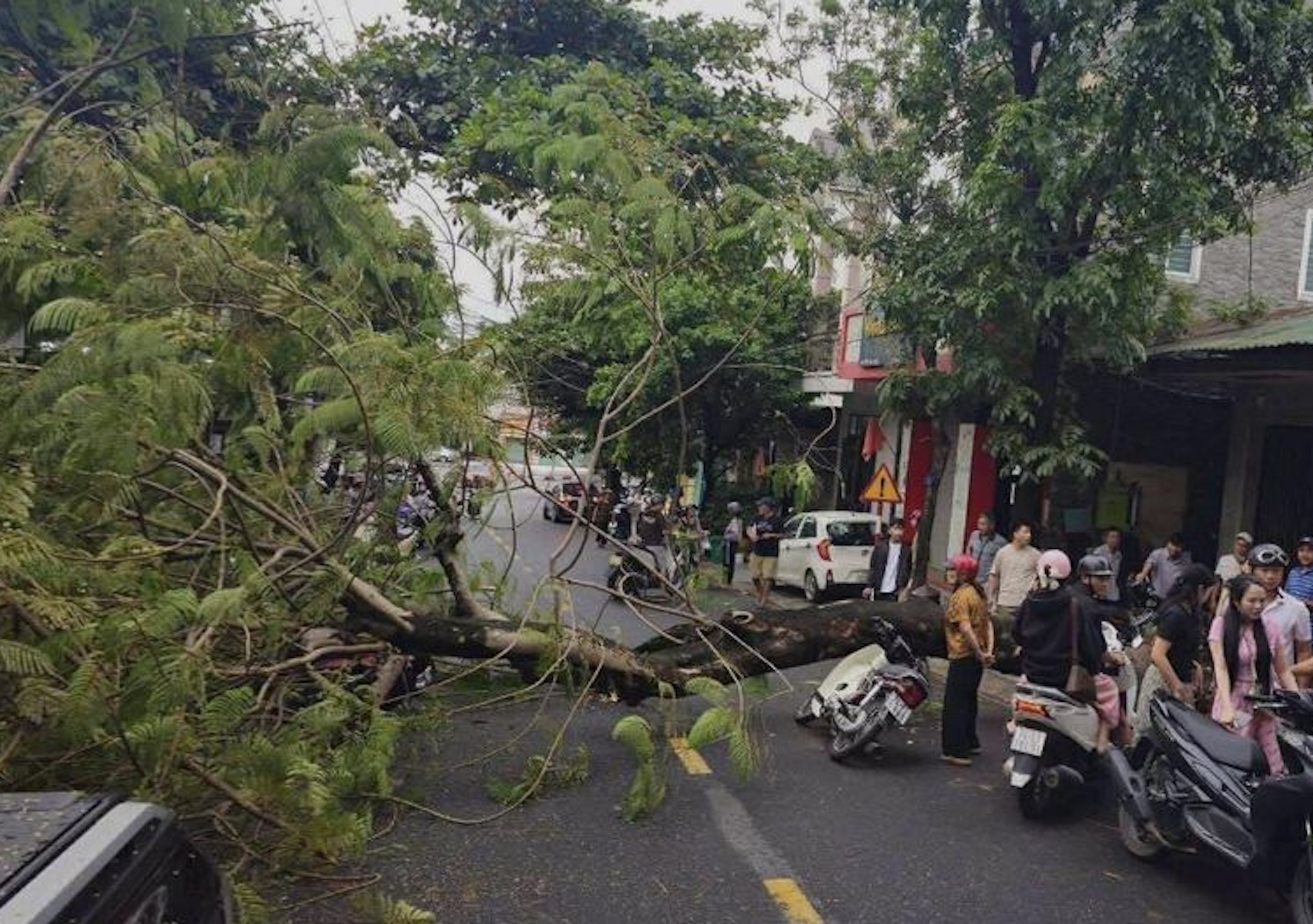 Cây phượng trên vỉa hè bật gốc đè bẹp 2 xe máy, 4 người may mắn thoát chết