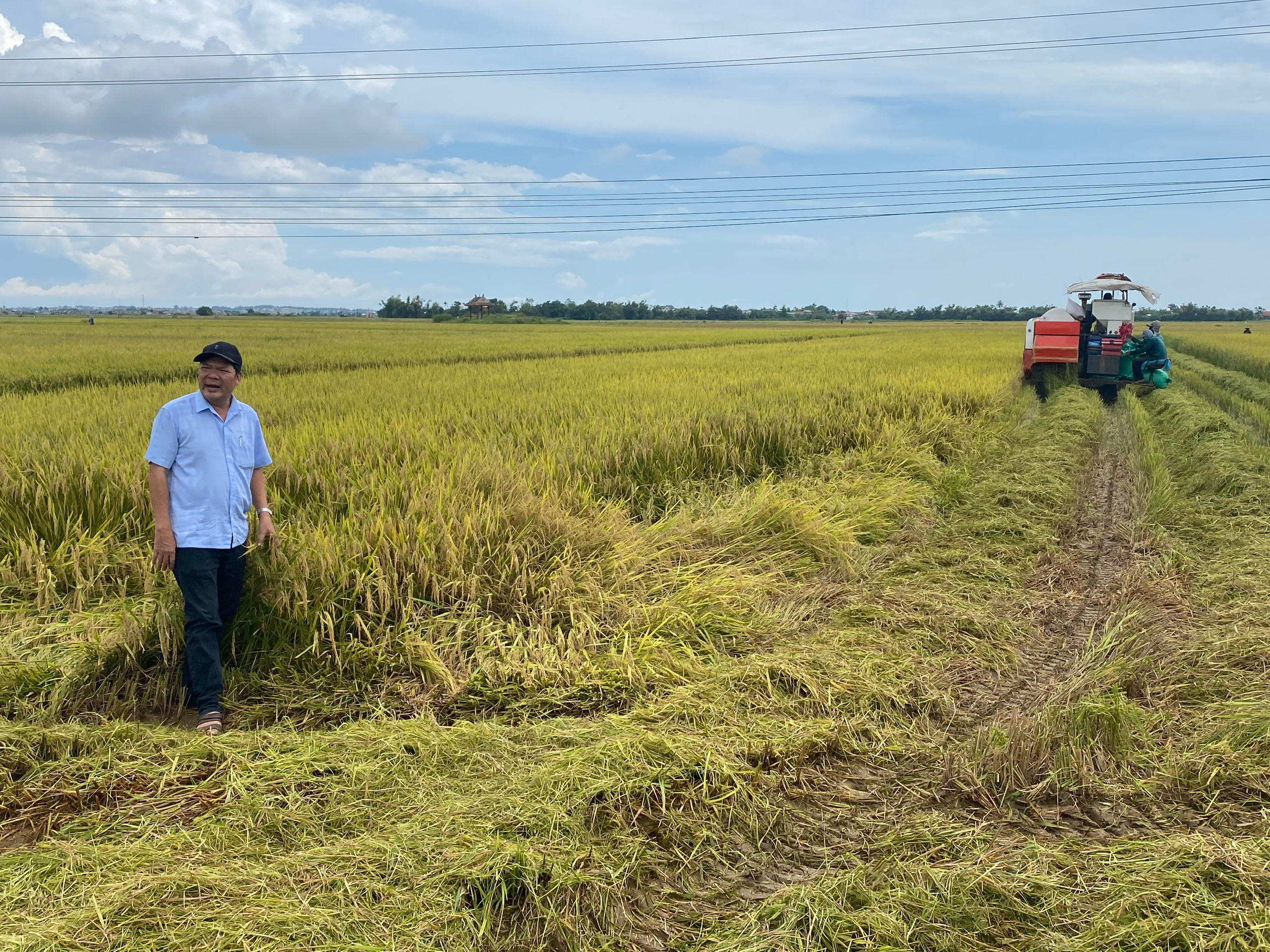 Quảng Trị khẩn cấp di dân, nông dân Huế gặt lúa non chạy bão số 5 Kajiki