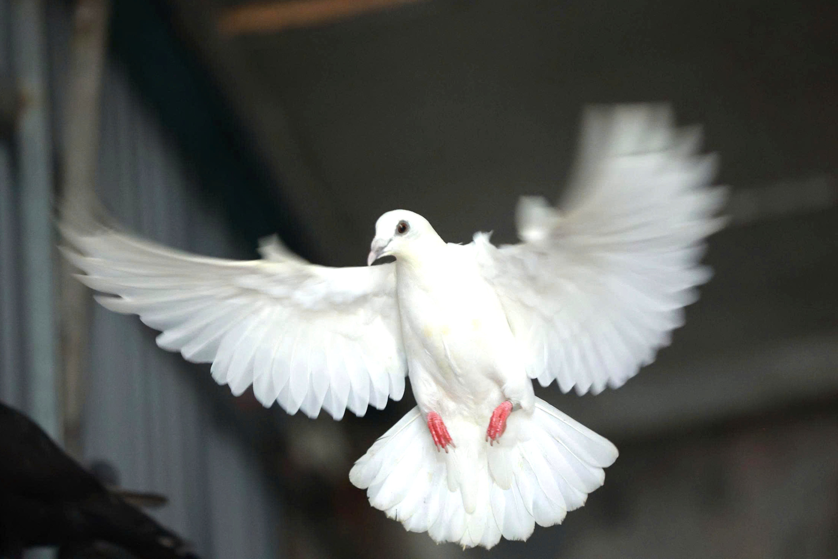 'Khối lông vũ' sẵn sàng tung cánh trên bầu trời Quảng trường Ba Đình ngày 2/9