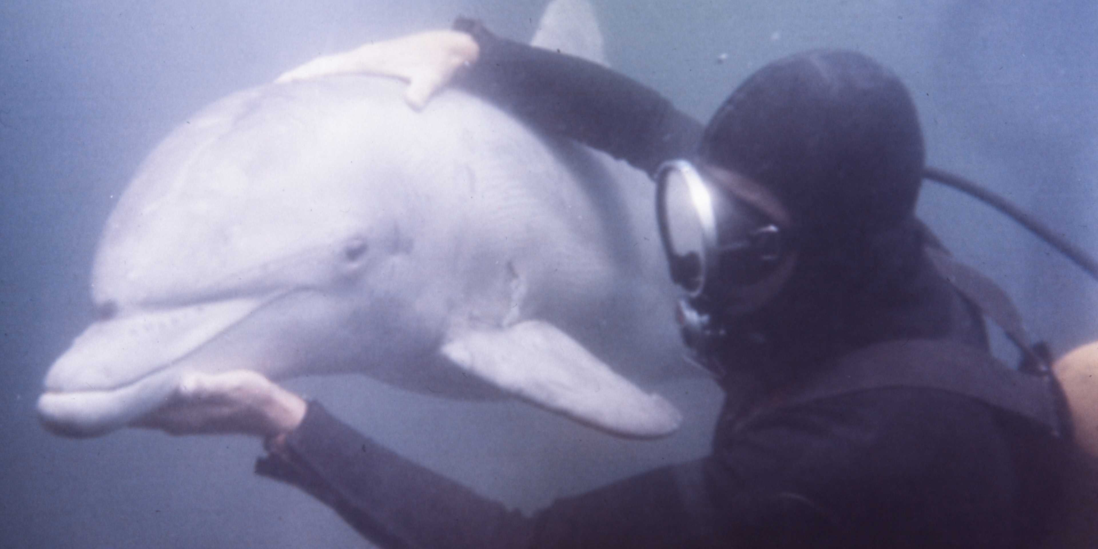 Cá heo, sư tử biển trở thành vũ khí bí mật trong Chiến tranh Lạnh thế nào?