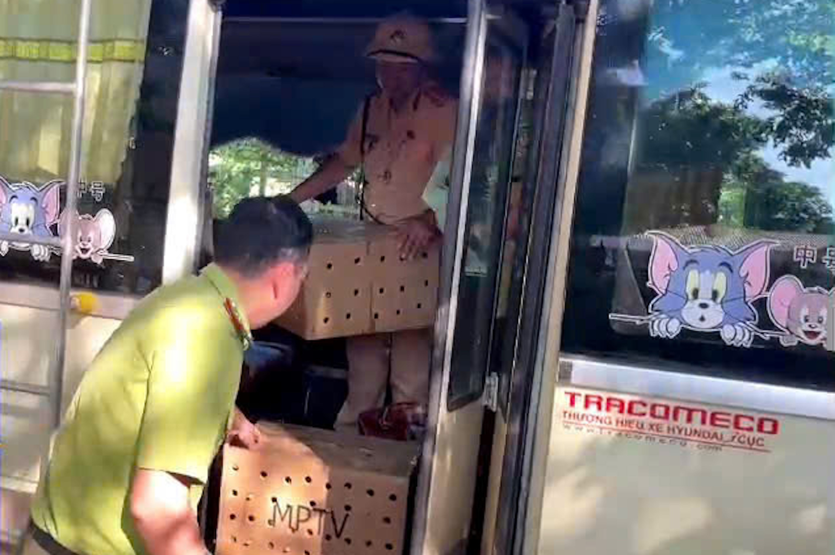 Xe khách vận chuyển 136 con chim chào mào trái phép