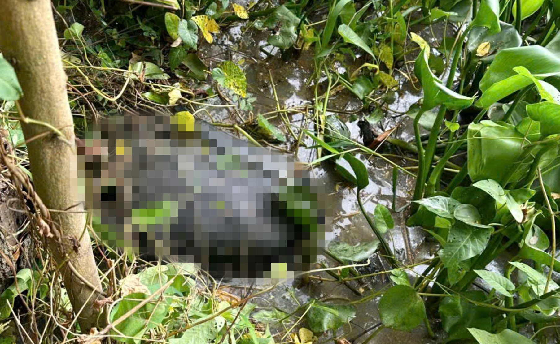 Lời khai kẻ sát hại cô gái rồi phi tang dưới kênh nước ở Tây Ninh