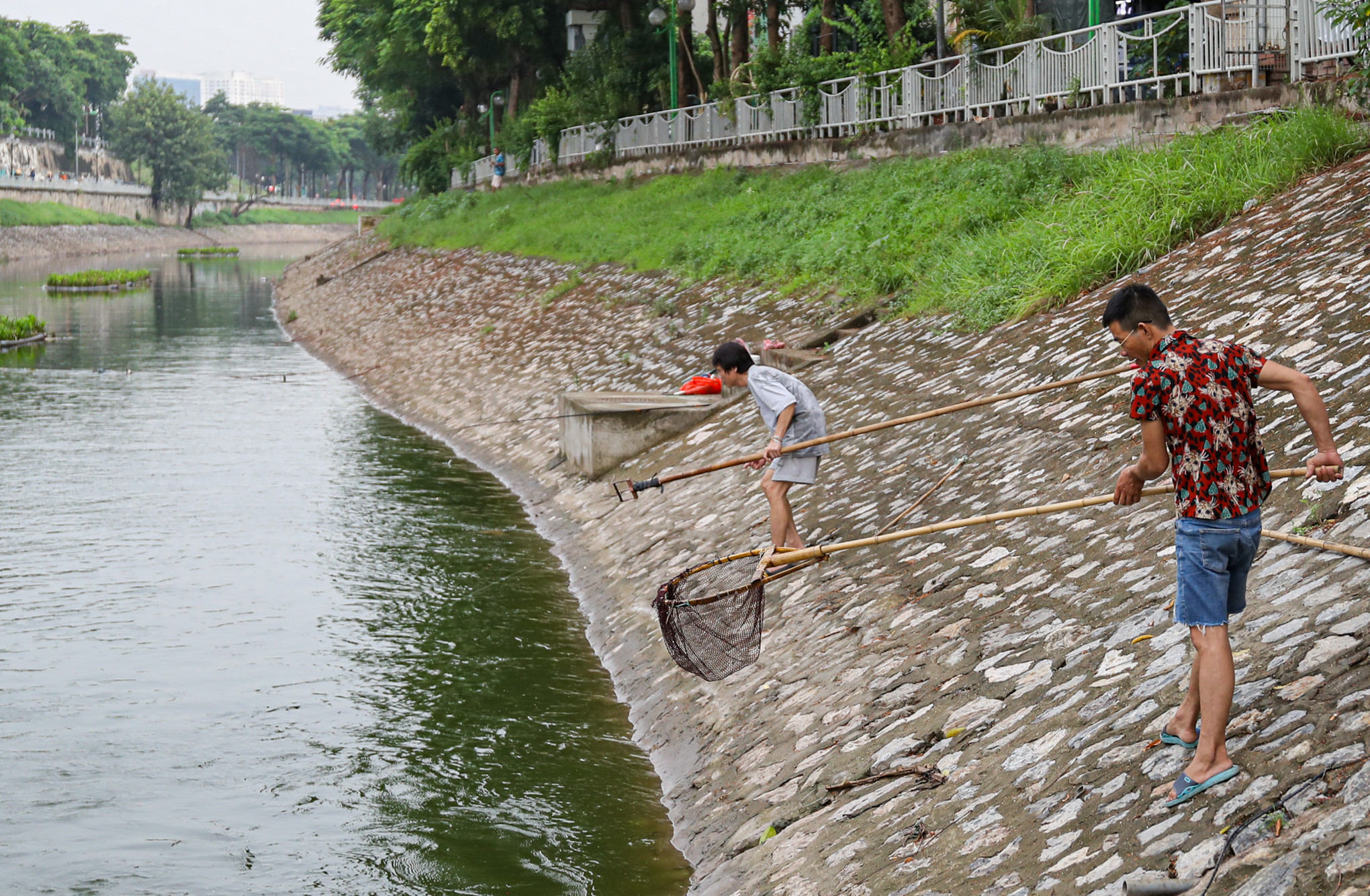 Sông Tô Lịch được bổ cập nước từ Hồ Tây, người dân mang vợt, cần câu đánh bắt cá