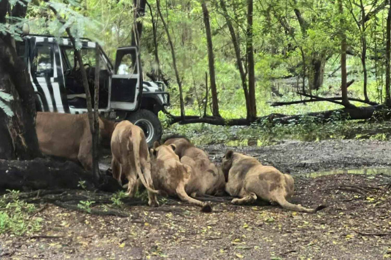 Sư tử cắn chết người trông vườn thú Thái Lan, du khách kinh hãi