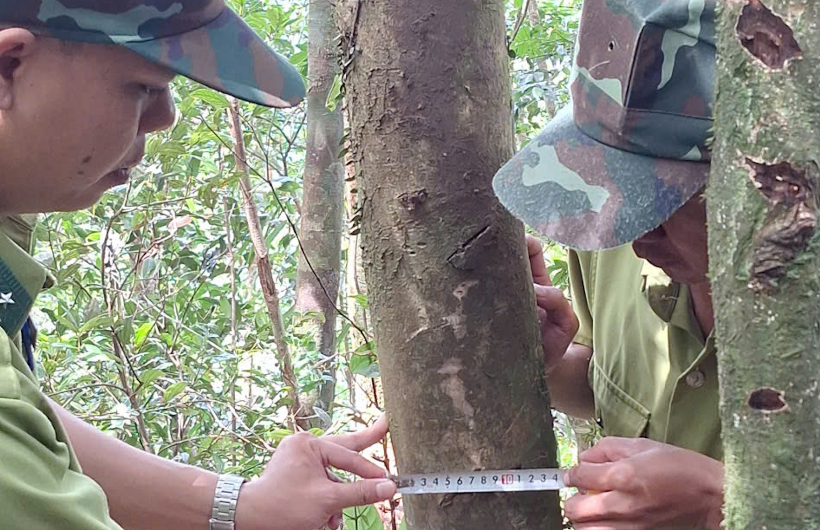 Phát hiện chè Shan rừng cổ thụ ở dãy núi có độ cao trên 1000 mét tại Huế