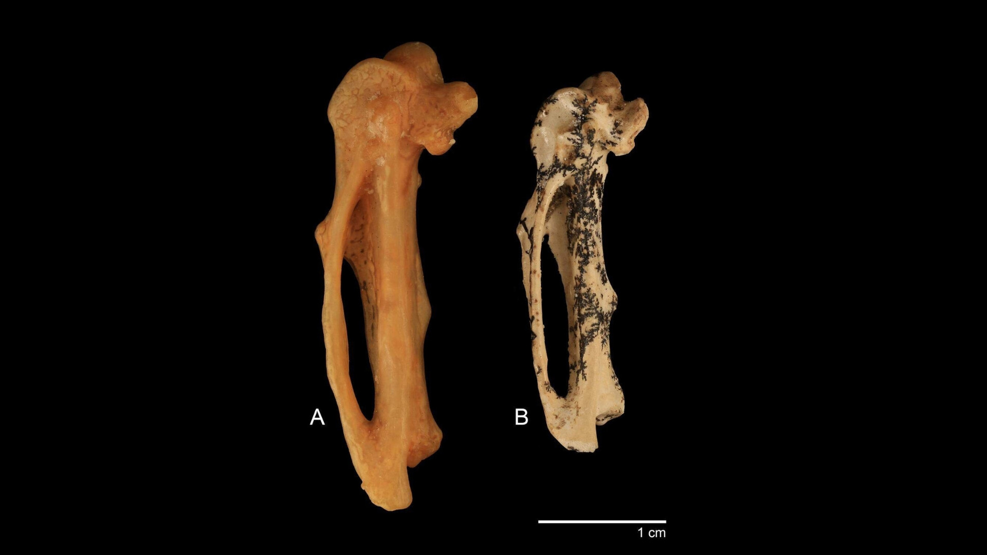 Phát hiện hóa thạch tổ tiên chim hót 18 triệu năm tuổi tại Úc