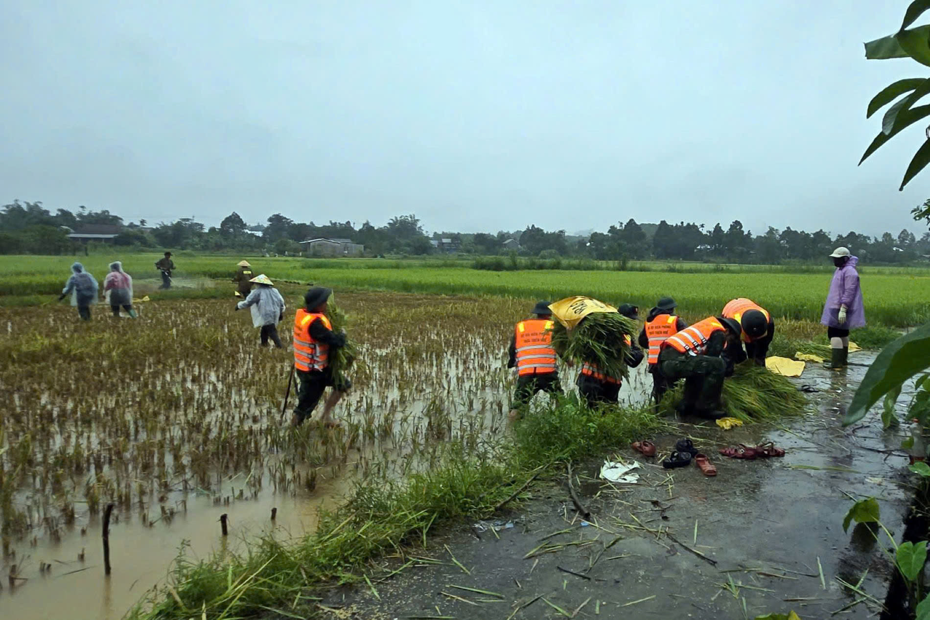 Bộ đội dầm mưa giúp dân gặt lúa non, đưa tàu thuyền 'chạy' bão Bualoi
