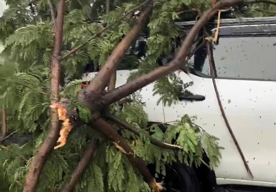 Giải cứu 6 người mắc kẹt trong ô tô bị cây xanh ngã đè ở Đà Nẵng