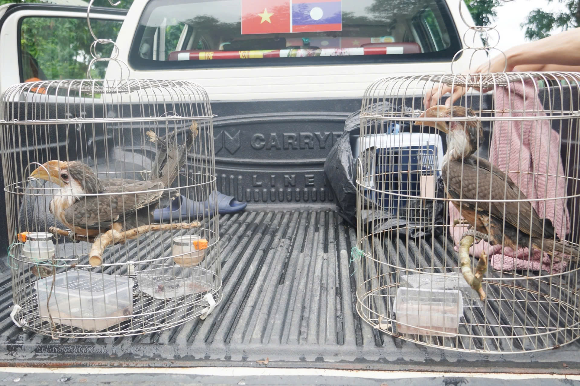 Hai con chim quý thuộc họ Hồng hoàng bay vào nhà dân ở Quảng Trị 