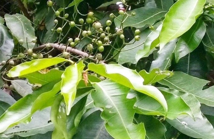 Lá vối có tác dụng gì? 