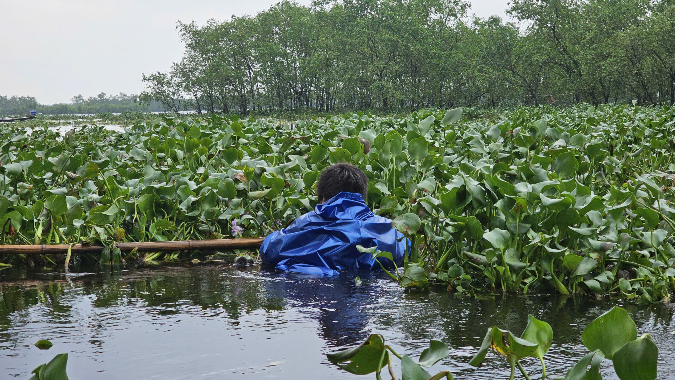 Bèo 'tấn công' làng du lịch cộng đồng do mưa lũ, dân Huế ngụp lặn 'giải vây'