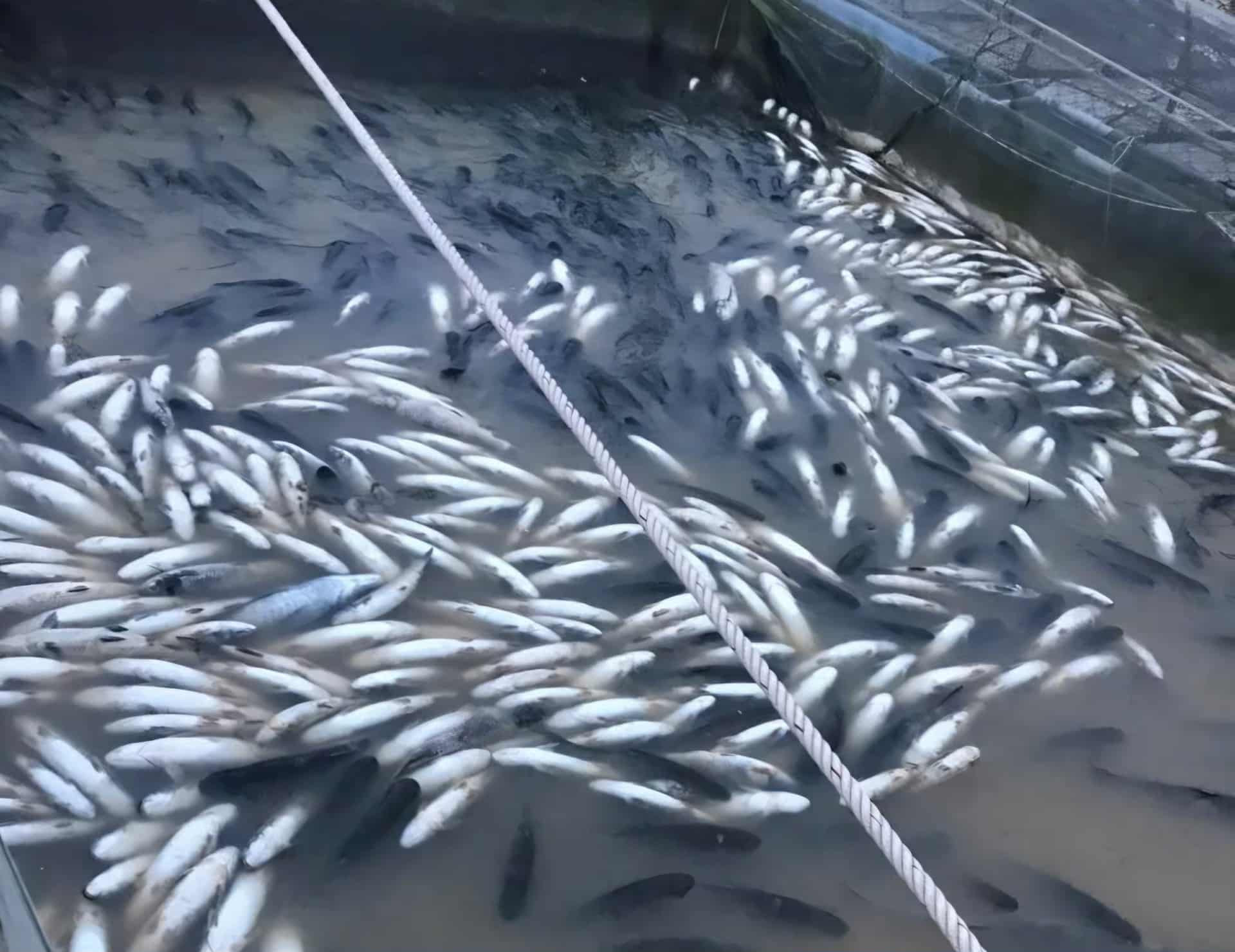 Gần 100 tấn cá chết trắng sau lũ, nông dân Huế lao đao vớt cá sống bán tháo