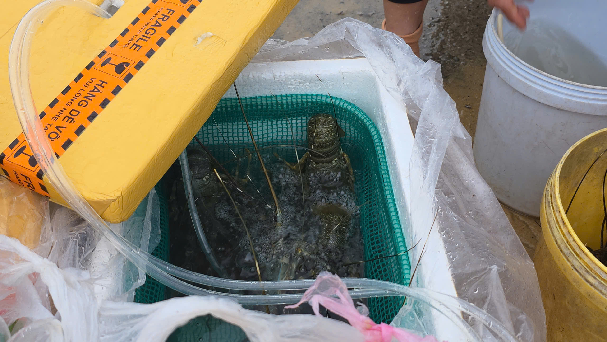 Người Đắk Lắk đưa tôm hùm, thuỷ hải sản đi tránh bão số 13 Kalmaegi