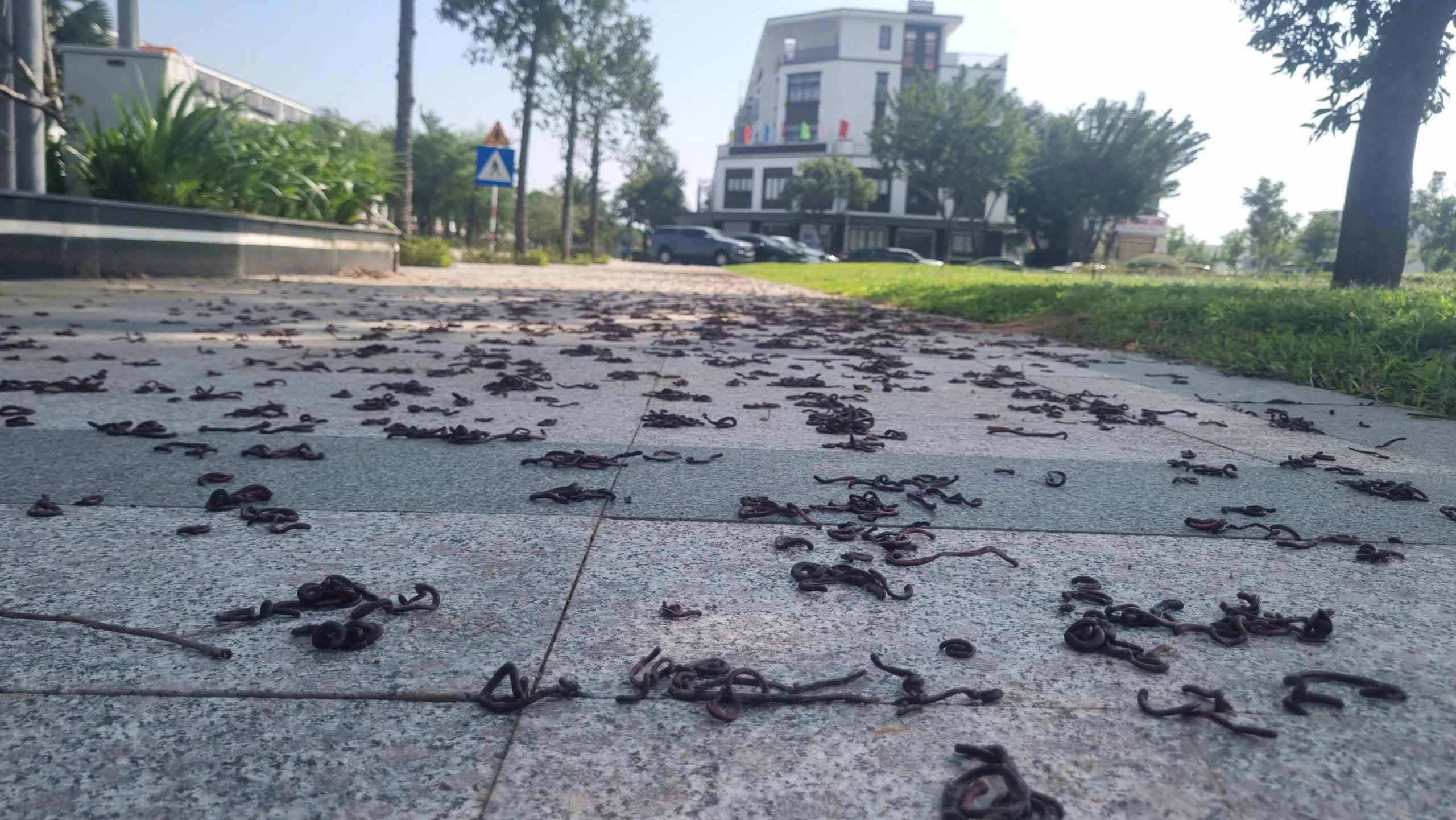 Kinh hãi hàng nghìn con giun đất bò lên vỉa hè, chết khô