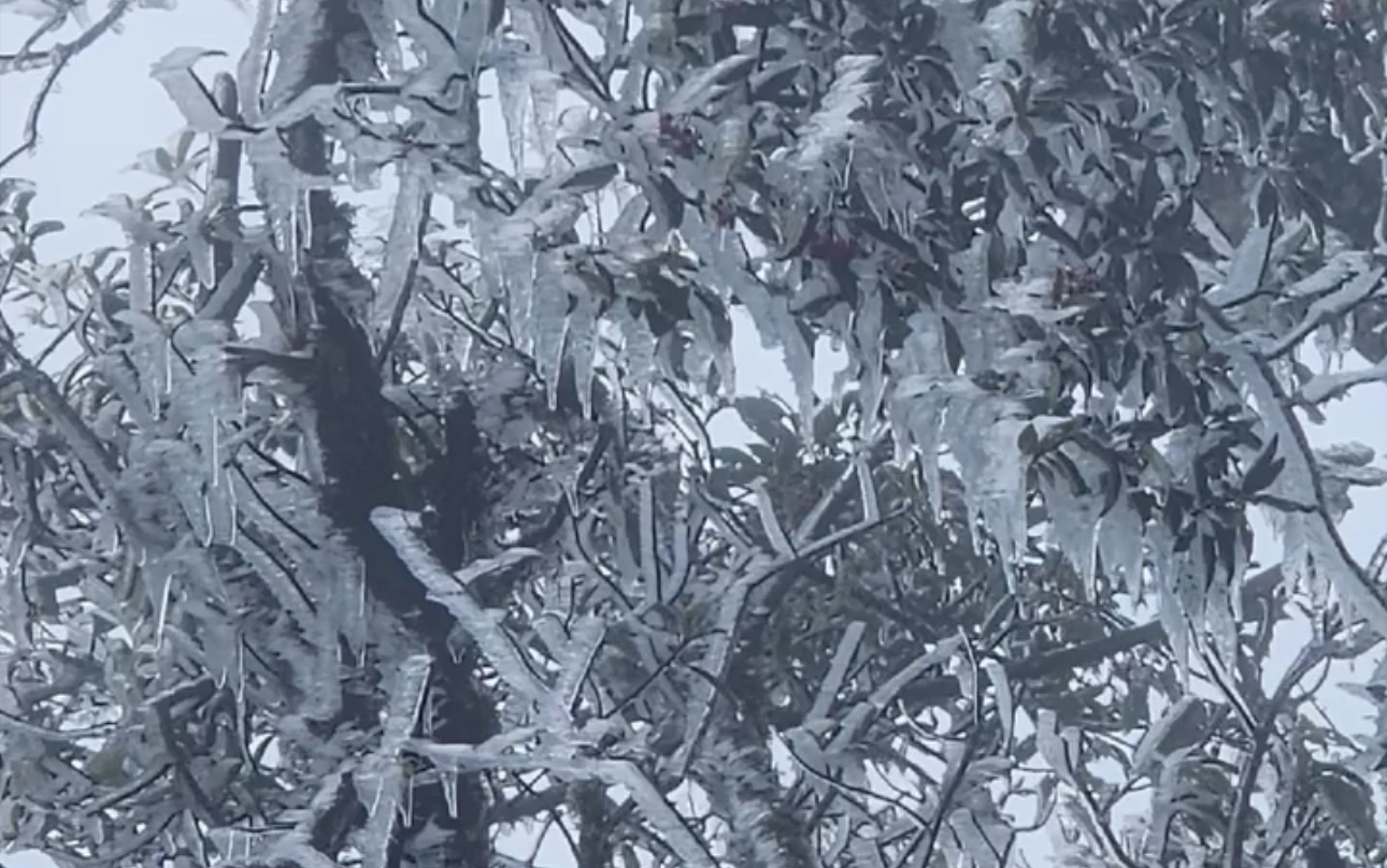 Đỉnh Tà Xùa ở Lào Cai xuất hiện băng giá