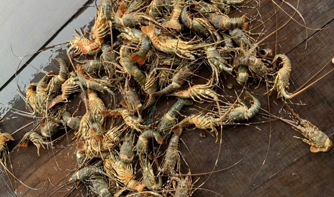 Lũ lớn khiến tôm hùm chết hàng loạt, giá bán chỉ còn 200.000 đồng/kg