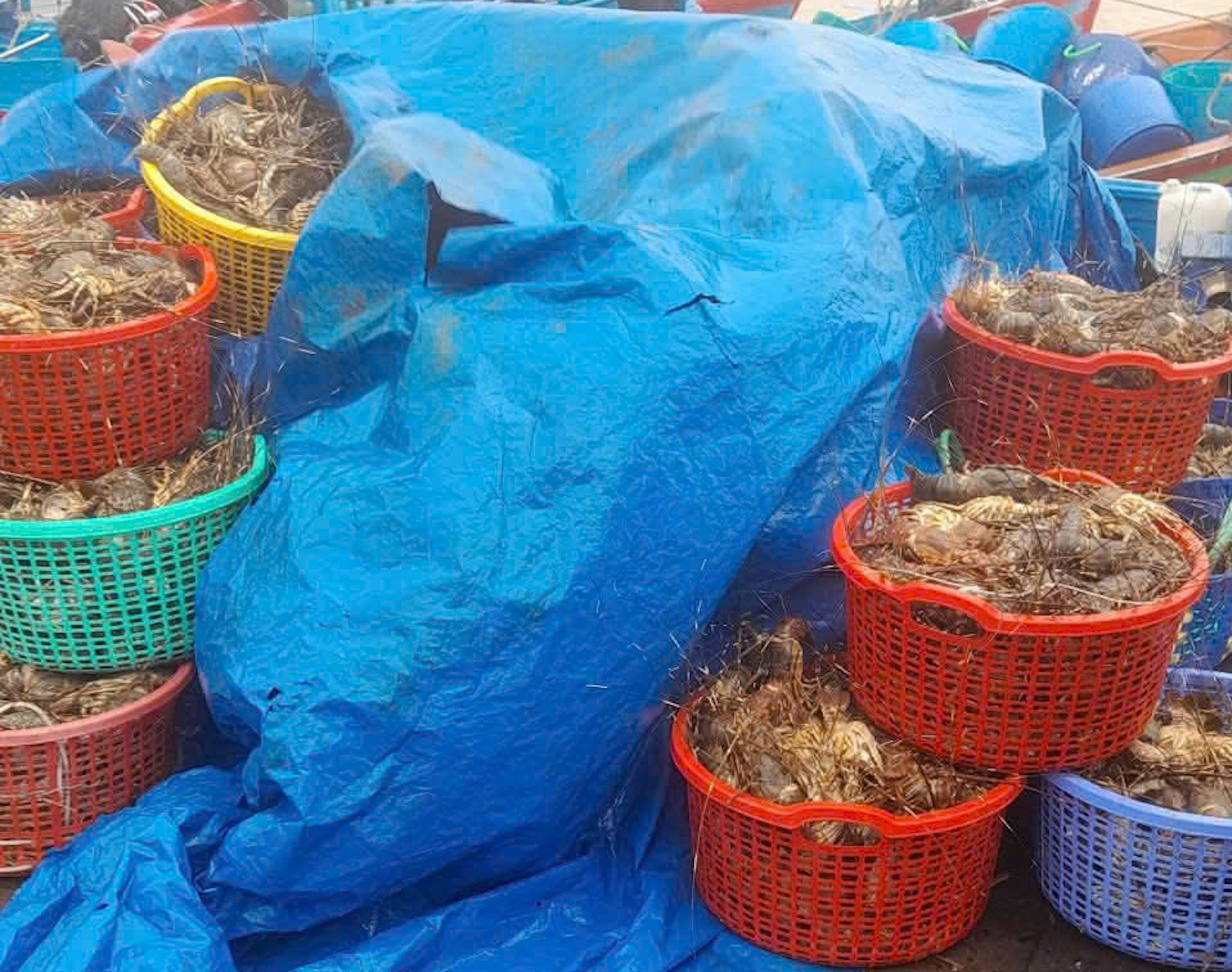 20 triệu con tôm hùm chết trong lũ, nghề nuôi tôm hùm ở Đắk Lắk 'gần như xoá sổ'